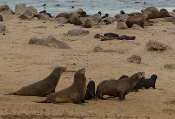Seelöwen bei Cape Cross in Namibia
