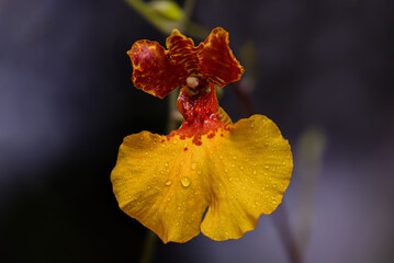 Close up of a oncidium orchid blossom with dew drops.