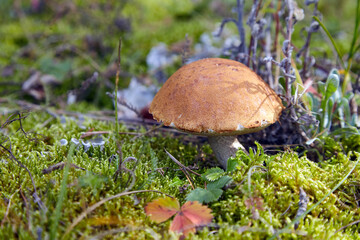 Wild boletus mushroom on a green lawn