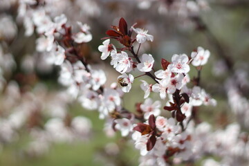 Harbinger of spring white blossom tree