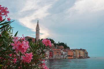 Close up of pink Oleander with Rovinj old town on background,Croatian fishing port on the west coast of the Istrian peninsula.