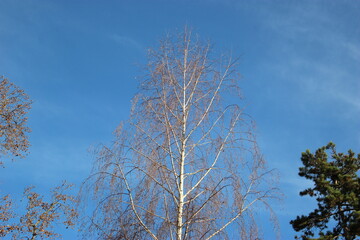 Bouleau en contreplongée (automne) 2