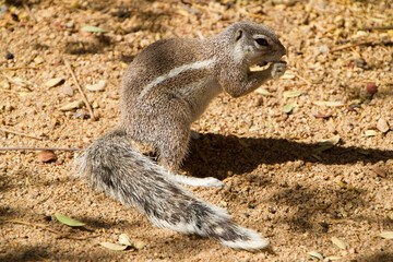 Naklejka premium Erdhörnchen in Namibia