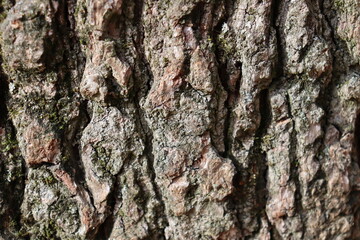 bark of a tree