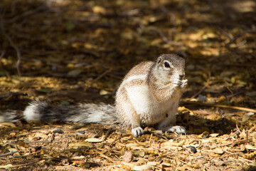 Erdhörnchen in Namibia