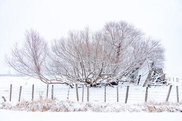 Abandon home pushed over by a huge willow tree in winter