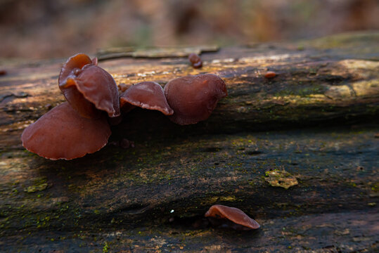 peziza badia edible mushroom in nature