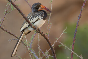 Kakadu in Namibia