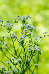 Wild chamomiles grown in forest on green leaves background