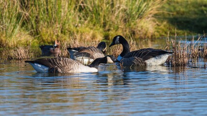 Canada Geese, Canada Goose (Branta canadensis) in environment