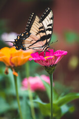 Butterfly on the Flower