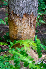 Oak tree gnawed by beaver in forest