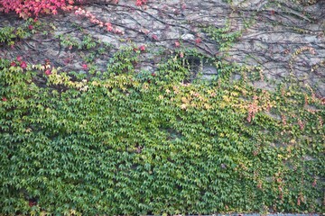 Ivy Covered Wall with Window