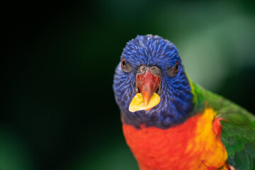 A rainbow lorikeet bird in Australia feeding on some corn