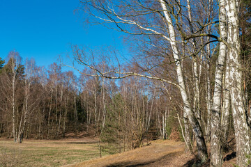 Sunny birch forest near Basdorf on a bright winter day with deep blue sky