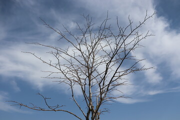 Tree and branches reaching out to the blue sky