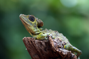 Angle head lizard (Gonocephalus bornensi s) on tree trunk