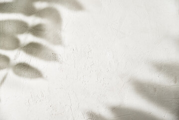Leaf shadow on white background. Creative abstract background