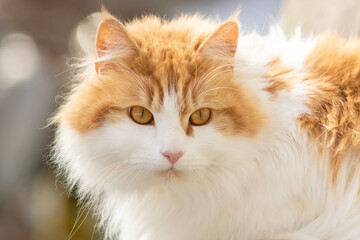 A portrait of furry red- headed white cat