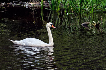 Höckerschwan ( Cygnus olor ).