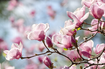 Beautiful magnolia tree blossoms in springtime. Jentle magnolia flower against sunset light.
