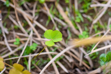 Marsilea is a genus of approximately 65 species of aquatic ferns of the family Marsileaceae