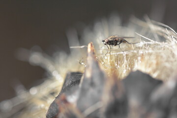 horned fly on thistle