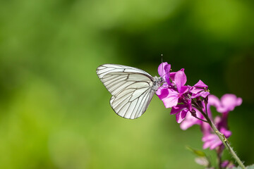 Butterfly resting on a flower of annual honesty (Lunaria annua)