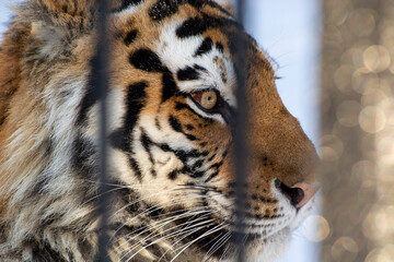 tiger in the zoo, siberian tiger close-up portrait