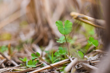 Marsilea is a genus of approximately 65 species of aquatic ferns of the family Marsileaceae