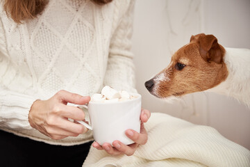 Dog drinks from coffee cup with marshmallow in woman hands