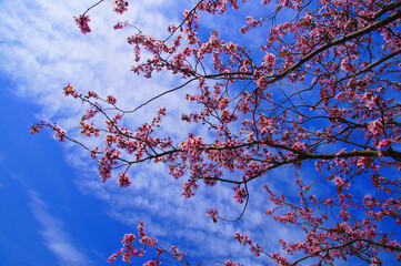 Pink cherry blossoms on blue sky background