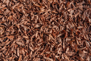 withered leaves on the ground in late autumn
