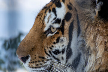 tiger in the zoo, siberian tiger close-up portrait