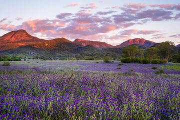 Fototapeta na wymiar Field of purple at sunrise