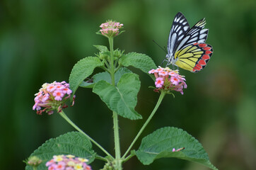 butterfly on flower