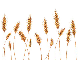 Illustration of stalks of golden wheat with grain painted by watercolor on a white background
