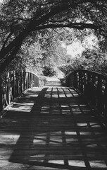 Bridge in the Park