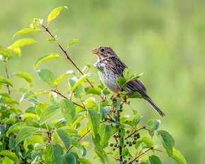 sparrow on a branch