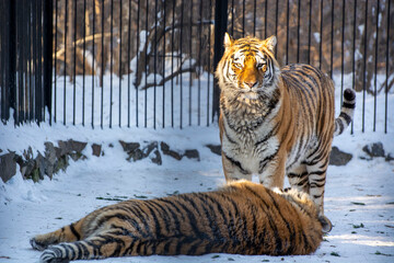 tiger in the zoo, siberian tiger in the snow