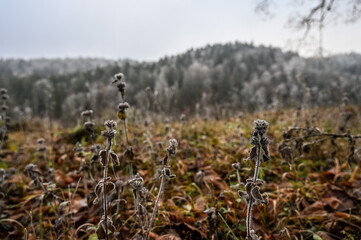 Close-up of dead frozen grasses and winter forest in the background.
