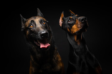 Portrait of a Belgian shepherd dog and a Doberman on an isolated black background.