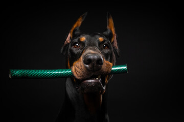 Portrait of a Doberman dog with a toy in its mouth, shot on an isolated black background.