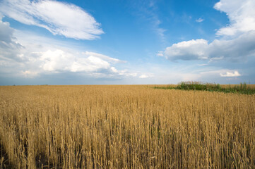 View of wheat field