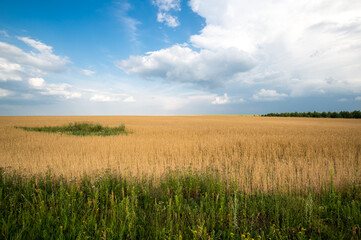 Obraz premium View of wheat field