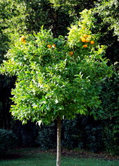 Young tangerine fruit tree with ripe fruit, on the green background
