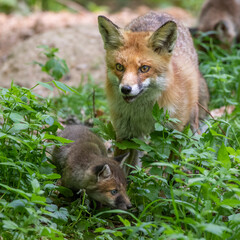 Fototapeta premium Rotfuchs (Vulpes vulpes) mit Jungen