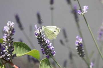 butterfly on a lavender, butterfly, flower, nature, insect, white, summer, macro, green, purple, cabbage, animal, wings, beauty, garden, wing, yellow, beautiful, flowers, butterflies, pieris, spring, 