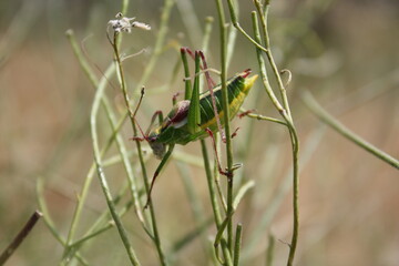 grasshopper on the grass, grasshopper, insect, green, macro, nature, grass, animal, locust, bug, cricket, summer, hopper, closeup, wildlife, close-up, jump, leaf, antenna, insects, pest, small, wild, 