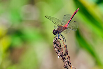 Blutrote Heidelibelle ( Sympetrum sanguineum ).